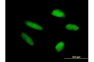 Immunofluorescence of purified MaxPab antibody to TRIM46 on HepG2 cell. (TRIM46 Antikörper  (AA 1-498))