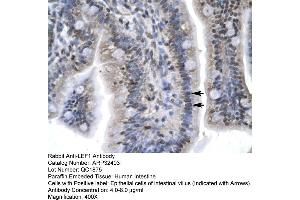 Human Intestine (LEF1 Antikörper  (C-Term))