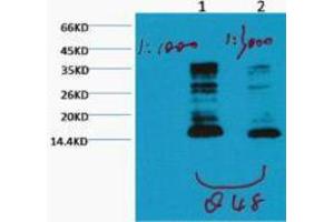 Western Blotting (WB) image for anti-Histone 3 (H3) (H3K79me) antibody (ABIN3181169) (Histone 3 Antikörper  (H3K79me))