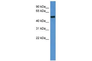 WB Suggested Anti-Ccna2 Antibody Titration:  0. (Cyclin A Antikörper  (C-Term))