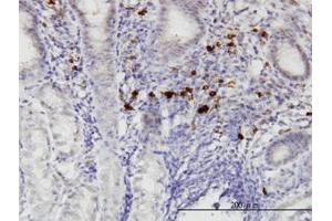 Image no. 1 for anti-RasGEF Domain Family, Member 1C (RASGEF1C) (AA 168-261) antibody (ABIN599341) (RASGEF1C Antikörper  (AA 168-261))