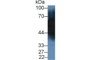 Detection of TF in Porcine Cerebrum lysate using Monoclonal Antibody to Transferrin (TF) (Transferrin Antikörper  (AA 318-453))