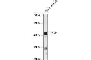 Western blot analysis of extracts of mouse stomach, using FOXF1 antibody (ABIN6127912, ABIN6140747, ABIN6140748 and ABIN6216845) at 1:3000 dilution. (FOXF1 Antikörper  (AA 160-379))