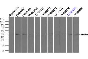 Image no. 2 for anti-Mitogen-Activated Protein Kinase 1 (MAPK1) antibody (ABIN1499289) (ERK2 Antikörper)