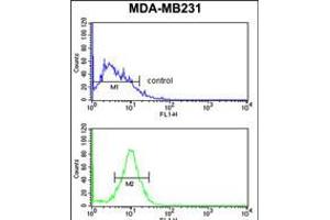 Flow cytometry analysis of MDA-MB231 cells (bottom histogram) compared to a negative control cell (top histogram). (PEX14 Antikörper  (C-Term))