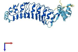 AlphaFold protein structure predicition of Human Recombinant LRRC69 Protein, UniprotID Q6ZNQ3