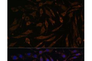 Immunofluorescence analysis of L929 cells using P90RSK Polyclonal Antibody at dilution of 1:100. (RPS6KA3 Antikörper)