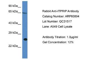ITPRIP Antikörper  (C-Term)