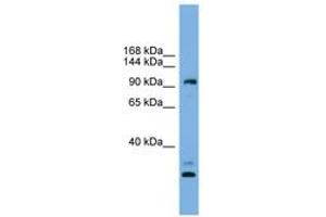 Image no. 1 for anti-Coiled-Coil Domain Containing 110 (CCDC110) (AA 719-768) antibody (ABIN6745100) (CCDC110 Antikörper  (AA 719-768))