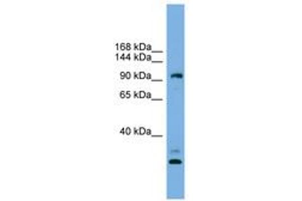 CCDC110 Antikörper  (AA 719-768)