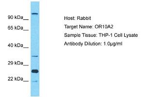 Olfactory Receptor, Family 10, Subfamily A, Member 2 (OR10A2) (C-Term) Antikörper