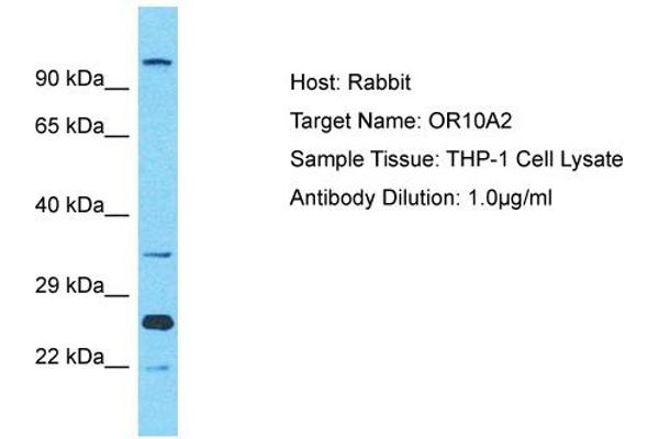 Olfactory Receptor, Family 10, Subfamily A, Member 2 (OR10A2) (C-Term) Antikörper