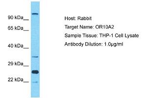 Host: Rabbit Target Name: OR10A2 Sample Type: THP-1 Whole Cell lysates Antibody Dilution: 1. (Olfactory Receptor, Family 10, Subfamily A, Member 2 (OR10A2) (C-Term) Antikörper)