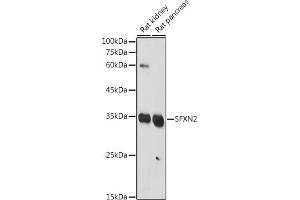 Western blot analysis of extracts of various cell lines, using SFXN2 antibody (ABIN7270295) at 1:1000 dilution. (SFXN2 Antikörper  (AA 10-90))