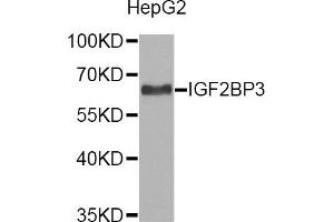 Western Blotting (WB) image for anti-Insulin-Like Growth Factor 2 mRNA Binding Protein 3 (IGF2BP3) antibody (ABIN1873170)