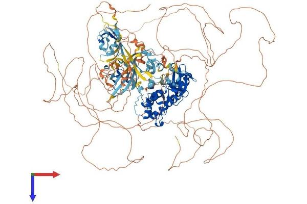 PASK Protein (AA 1-1383) (His tag)