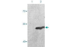 Western blot analysis of Lane 1: 293 cells, Lane 2: serum treated 293 cells with GSK3A (phospho S21) polyclonal antibody  at 1:500-1:1000 dilution. (GSK3 alpha Antikörper  (pSer21))
