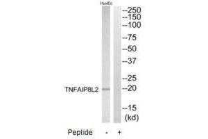 Western blot analysis of extracts from HuvEc cells, using TNFAIP8L2 antibody. (TNFAIP8L2 Antikörper)