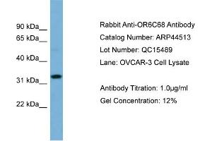 WB Suggested Anti-OR6C68  Antibody Titration: 0.