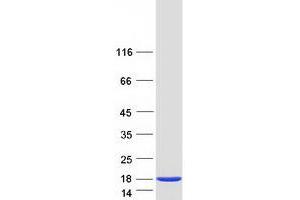 Western Blotting (WB) image for D-Dopachrome Tautomerase (DDT) (Transcript Variant 2) protein (Myc-DYKDDDDK Tag) (ABIN2712407)