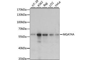 Western blot analysis of extracts of various cell lines, using MGAT4A antibody. (MGAT4A Antikörper)