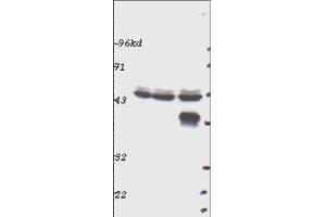 Western blot using  Affinity Purified anti-p44 MAP Kinase (ERK1) antibody shows detection of ERK1 in whole cell lysates prepared from mouse brain (left), mouse kidney (center) and mouse intestine (right). (ERK1 Antikörper  (C-Term))