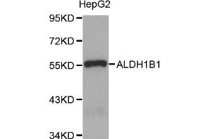 Western Blotting (WB) image for anti-Aldehyde Dehydrogenase 1 Family, Member B1 (ALDH1B1) antibody (ABIN1870924) (ALDH1B1 Antikörper)