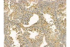 Apc11 Mouse Monoclonal Antibody at 1/100 staining mouse testis tissue by IHC-P. (ANAPC11 Antikörper)