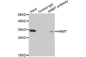 Immunoprecipitation analysis of 200ug extracts of HT-29 cells using 1ug HNMT antibody (ABIN1873063). (HNMT Antikörper)