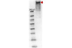 Image no. 1 for anti-Keyhole Limpet Hemocyanin (KLH) antibody (ABIN401183) (KLH Antikörper)