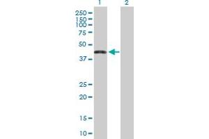 Western Blot analysis of ZNF302 expression in transfected 293T cell line by ZNF302 MaxPab polyclonal antibody. (ZNF302 Antikörper  (AA 1-399))