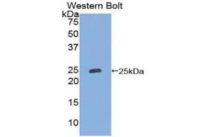 Western Blotting (WB) image for anti-Lipocalin 2 (LCN2) (AA 21-198) antibody (ABIN3206738) (Lipocalin 2 Antikörper  (AA 21-198))