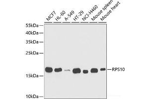 Western blot analysis of extracts of various cell lines using RPS10 Polyclonal Antibody at dilution of 1:1000.