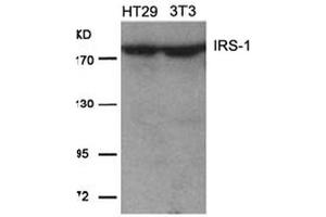 Image no. 2 for anti-Insulin Receptor Substrate 1 (IRS1) (Ser639) antibody (ABIN197469) (IRS1 Antikörper  (Ser639))