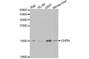 Western Blotting (WB) image for anti-Growth Hormone Releasing Hormone (GHRH) antibody (ABIN1876531) (GHRH Antikörper)