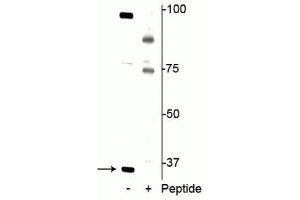 Western blot of jurkat cell lysate showing specific immunolabeling of the ~34 kDa REDD1 protein phosphorylated at Thr23/25 in the first lane (-). (DDIT4 Antikörper  (pThr23, pThr25))