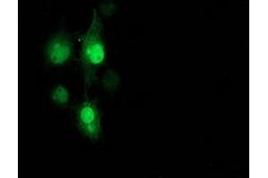 Anti-PNMT mouse monoclonal antibody (ABIN2454519) immunofluorescent staining of COS7 cells transiently transfected by pCMV6-ENTRY PNMT (RC206586). (PNMT Antikörper)