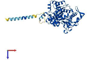 GCNT3 Protein (AA 1-437) (His tag)
