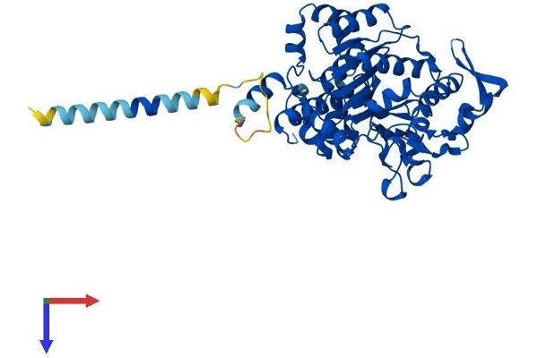 GCNT3 Protein (AA 1-437) (His tag)