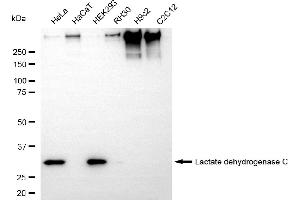 Western blotting analysis using lactate dehydrogenase C antibody (ABIN7799225). (Rekombinanter Lactate Dehydrogenase C Antikörper)