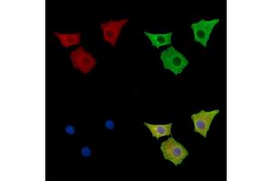 ABIN7096596 and ABIN7100660 staining HepG2 cells by IF/ICC. (MPP2 Antikörper)