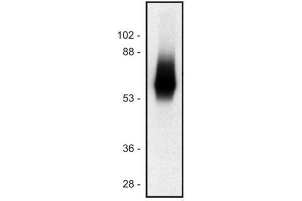 TRIM Antikörper  (Intracellular) (PE)