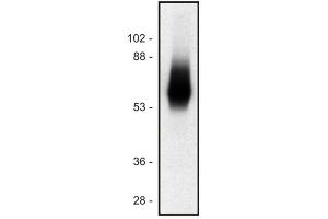 Western blot of human Jurkat T cell line (TRIM Antikörper  (Intracellular) (PE))