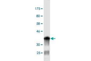 Western Blot detection against Immunogen (36. (NEDD1 Antikörper  (AA 561-660))