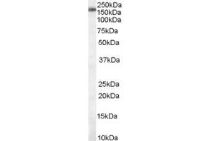 ABIN184889 staining (0. (SART3 Antikörper  (C-Term))