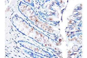Immunohistochemistry of paraffin-embedded rat rectum using MUC2 Rabbit mAb (ABIN7268689) at dilution of 1:100 (40x lens). (MUC2 Antikörper)
