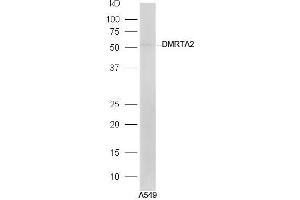 A549 lysates probed with Rabbit Anti-DMRTA2 Polyclonal Antibody, Unconjugated (ABIN2559455) at 1:300 in 4˚C. (DMRTA2 Antikörper  (AA 21-120))