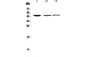 Western blot analysis of CD16 using anti-CD16 antibody . (FCGR3A Antikörper  (AA 101-166))