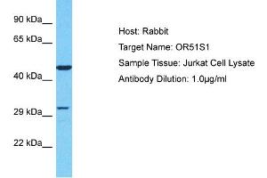 Host: Rabbit Target Name: OR51S1 Sample Type: Jurkat Whole Cell lysates Antibody Dilution: 1.