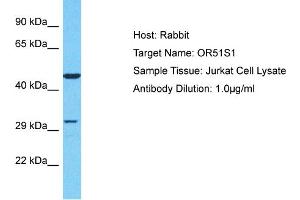 Host: Rabbit Target Name: OR51S1 Sample Type: Jurkat Whole Cell lysates Antibody Dilution: 1. (OR51S1 Antikörper  (C-Term))